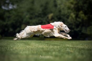 Lovka-plánujeme nový vrh